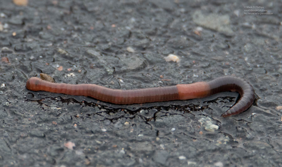 During Covi19 quarantine, worms take over our street