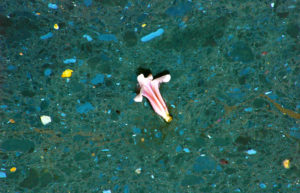 Flower floats on oil covered water in the Gowanus Canal in Brooklyn, NY. CR Mark D Phillips