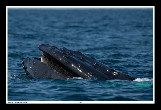 13 x 19 Framed Print, ©Mark D Phillips; This Humpback whale showed off its Baleen, the soft, hair-like structure on the upper mouth, as it came out of the water on August 1, 2020.